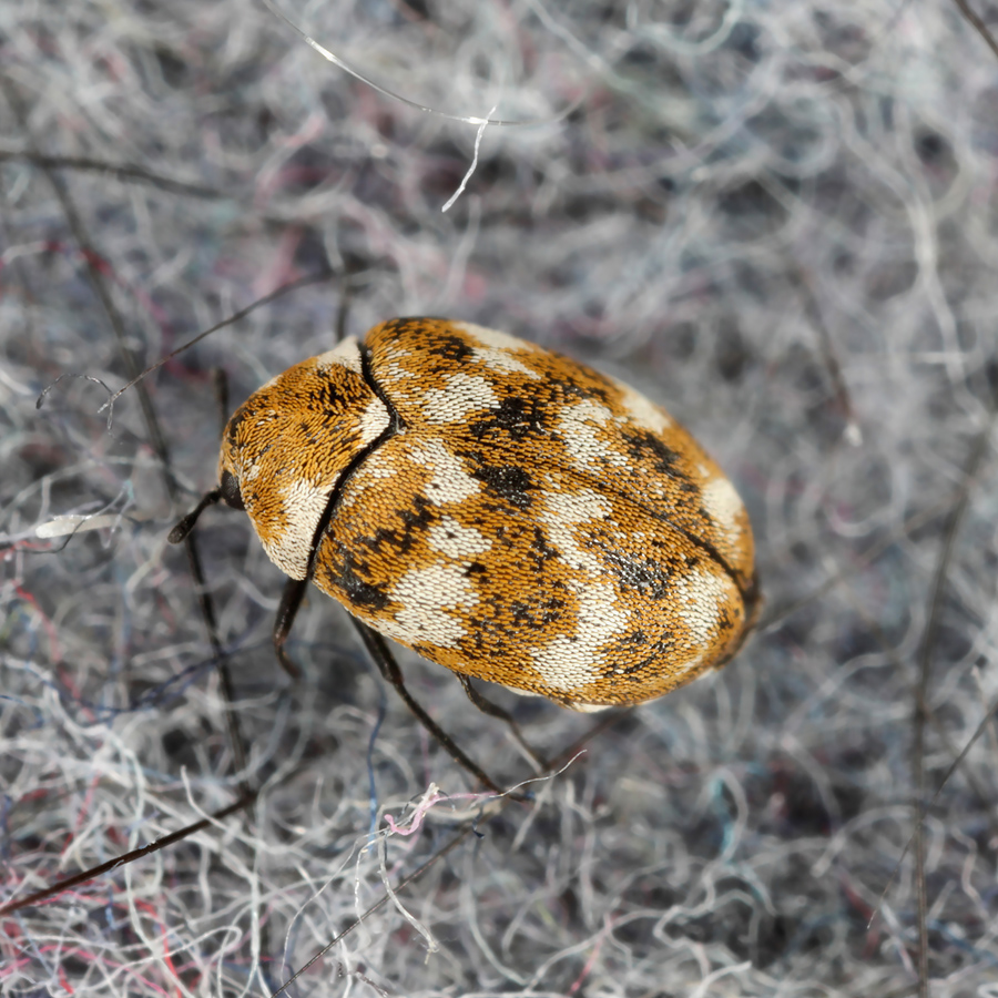 Carpet Beetle Close Up